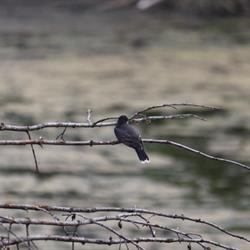 Eastern Kingbird